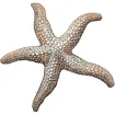 Logo for The Coastal Star